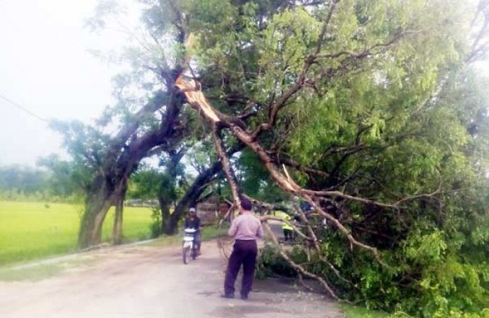Angin Kencang Acak-acak Kecamatan Senori Tuban, 1 Rumah Rusak Parah dan Belasan Pohon Tumbang