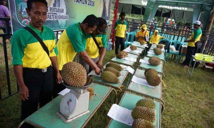 Durian Mentega Menangi Kontes Buah Durian Wonosalam Jombang