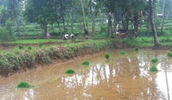 Dewan Sumenep Himbau Disperta Perketat Pengawasan Pupuk Bagi Petani Tembakau