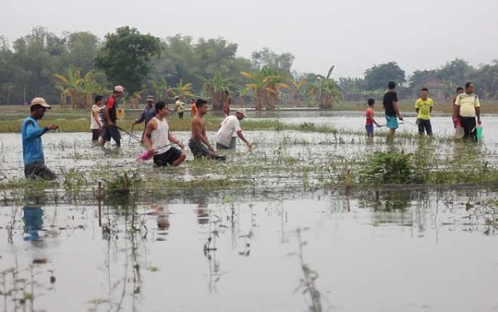 Banjir di Bojonegoro Bawa Berkah, Warga Pomahan Panen Ikan di Sawah