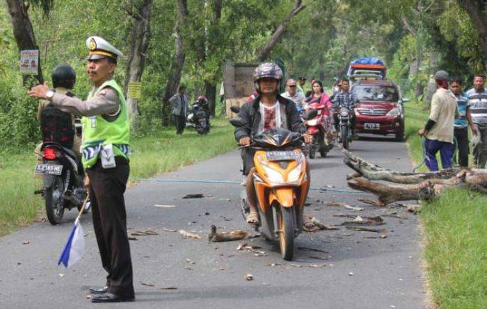 Rawan Roboh, DPU Tuban Tebangi Pohon Tua