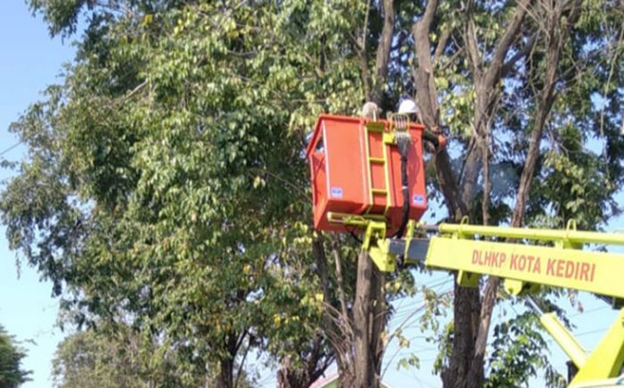 Demi Keselamatan Pengguna Jalan, DLHKP Kota Kediri Rutin Gelar Pemangkasan Pohon