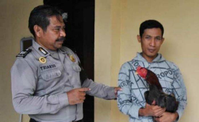 Diduga Bocor, Penggerebekan Sabung Ayam di Porong Sidoarjo hanya Tangkap Satu Tersangka