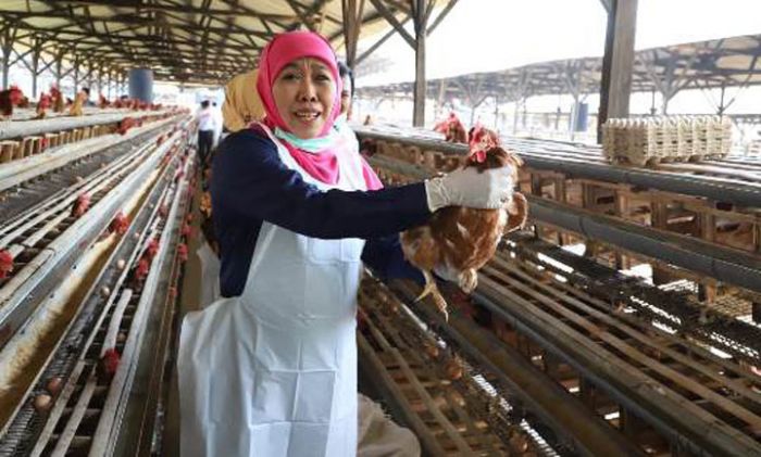 ​Diproduksi Pola Good Farming Practices, Khofifah: Masyarakat Tak Perlu Cemas Konsumsi Telur Jatim