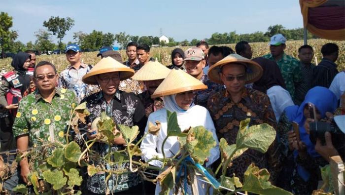 Panen Melon di Tuban, Gubernur Jatim Disambati Modal Tanam