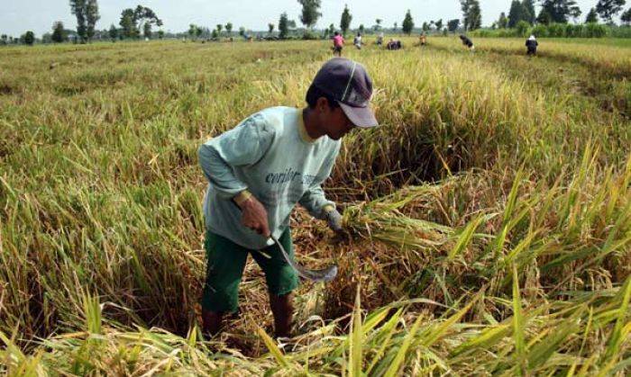 Sebanyak 64% Produksi Padi di Jatim Baru Dipanen Bulan April-Mei