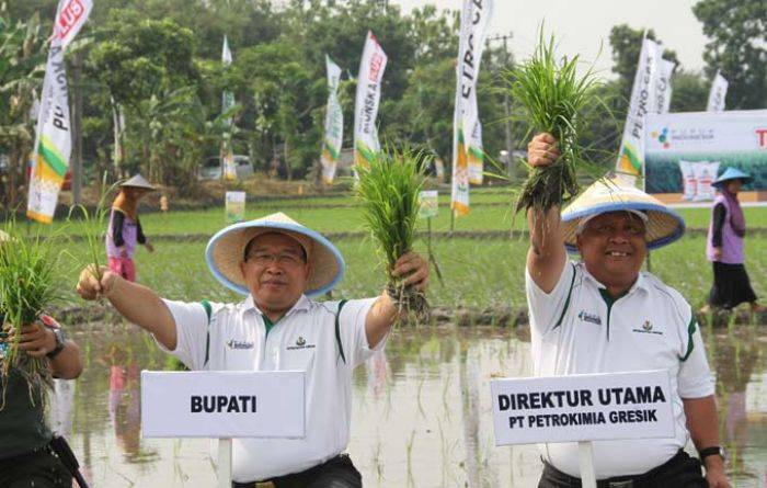 Petrokimia Gresik Kembangkan Teknologi Budidaya Tanaman Padi