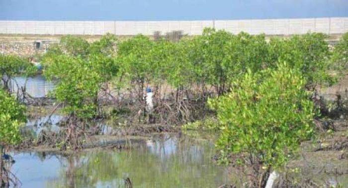 Mangrove Sampang Rusak Parah