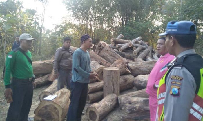 Diduga Hasil Illegal Logging, 233 Batang Kayu Sono Diamankan