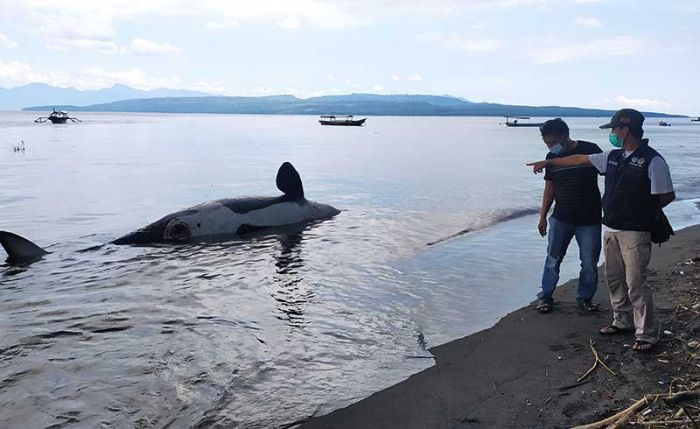 Ikan Paus Orca Terdampar di Pantai Bangsring Banyuwangi