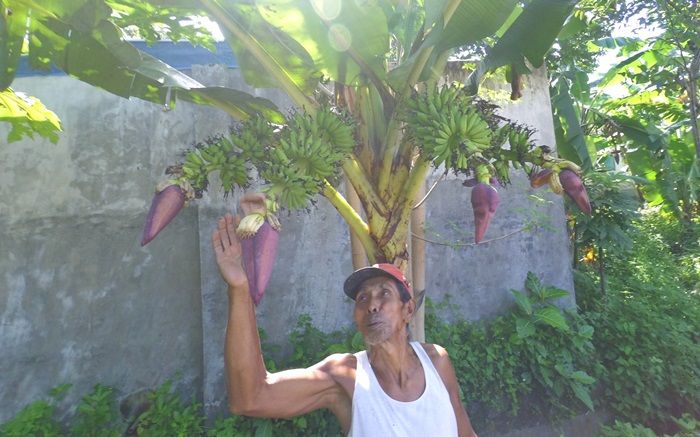 Hebohkan Warga, Pohon Pisang dengan 4 Tandan di Jombang