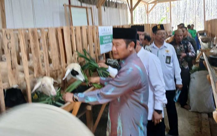 Upaya Dongkrak Sektor Peternakan, Baznas Luncurkan Balai Ternak Domba di Lamongan