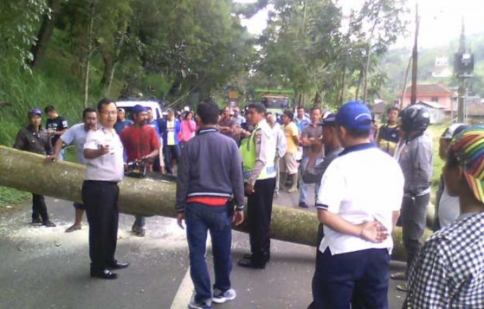 Pohon Sengon di Pujon Tumbang Usai Diterpa Angin Kencang
