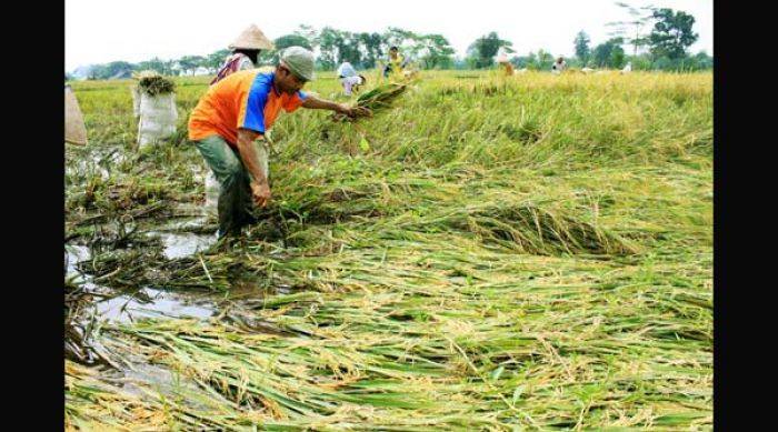 Petani Lamongan Keluhkan Anjloknya Harga Gabah