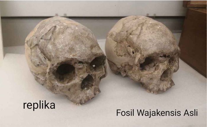 Replika Fosil Homo Wajakensis Dipulangkan ke Tulungagung dari Belanda
