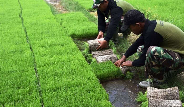 Banjir Pesanan Bibit Padi, SP3T Jombang Tak Mampu Penuhi Permintaan