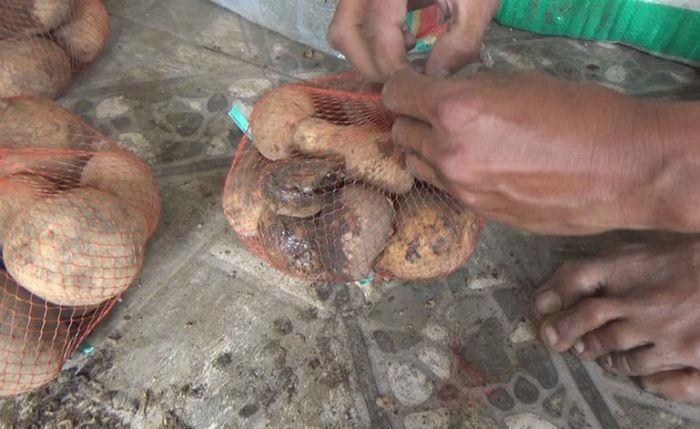 Kentang Busuk Ditemukan di Sejumlah Paket Sembako Program BPNT di Jombang