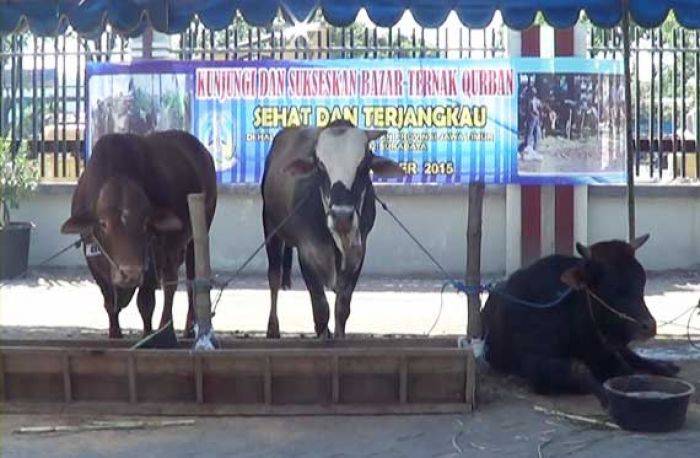 Disnak Jatim Gelar Bazaar Sapi dan Kambing, Usulkan Adanya Sertifikat Layak Kurban