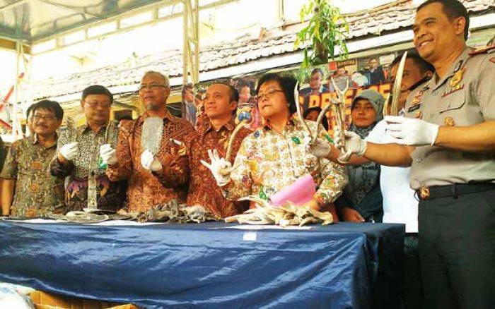 Warga Manukan Yoso Surabaya Ditangkap, Simpan Sisik Penyu dan Kuda Laut Kering