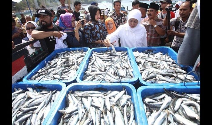 Khofifah Inisiasi Pabrik Pengolahan Ikan Sarden dan Salmon di Sendang Biru