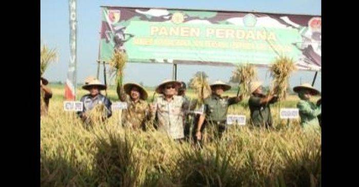 Panen Raya Perdana di Sidoarjo Lebihi Target, TNI Sukses Kawal Ketahanan Pangan