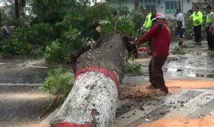 Warga Nganjuk Resah Pohon Ditebang Sembarangan, Dewan Hentikan