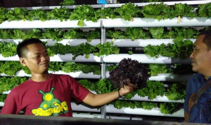 Kembangkan Pertanian Hidroponik, Polisi di Pamekasan Panen Sayur Dengan Hasil Jutaan Rupiah