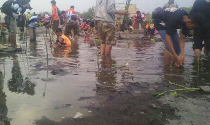 Bekas Tambang di Selok Awar-awar Lumajang Ditanami Ribuan Bakau oleh Warga