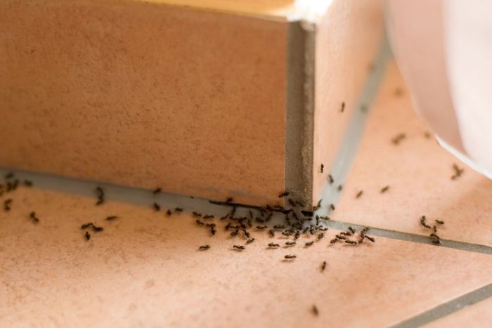 Usir Semut dengan 7 Bahan Alami, Ampuh dan Praktis 