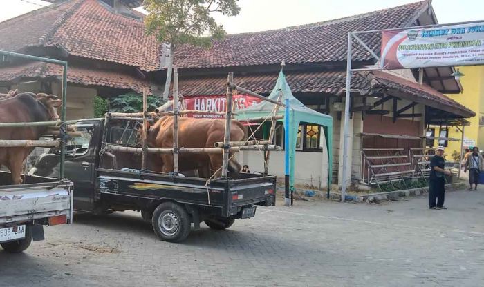 Jelang Idul Adha, Lalu Lintas Ternak di Bangkalan Meroket, Vaksin dan Eartag Diwajibkan