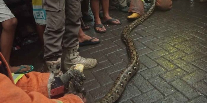 ular-sepanjang-3-meter-gegerkan-warga-petemon-surabaya