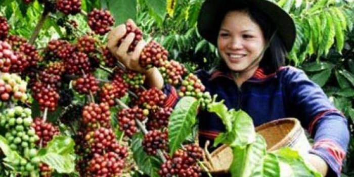 Petani kopi Arabika sumringah