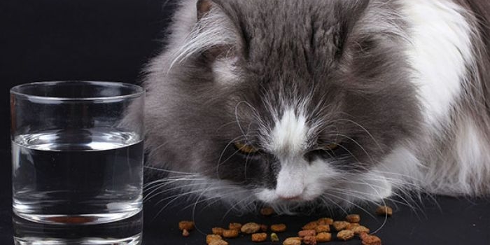 Nutrisi yang seimbang merupakan unsur penting dalam makanan kucing.