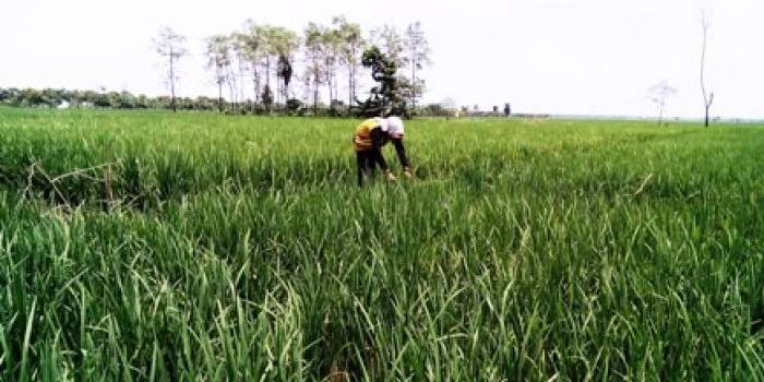 LANGKA: Salah satu petani di Simorejo, Kanor usai memupuk tanaman padinya. Pupuk di Bojonegoro langka, selain itu kios menjual diatas HET. Foto: Eky Nurhadi/BangsaOnline.com