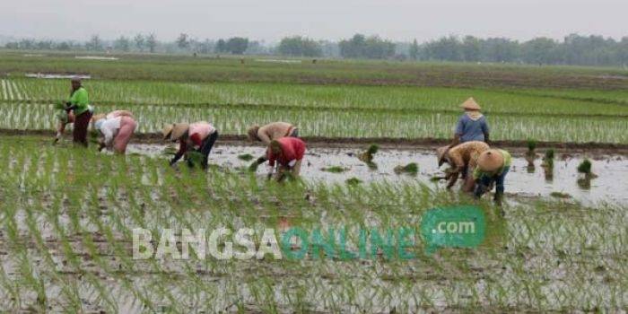 Petani di Desa Sendang, Kecamatan Senori Tuban saat tanam padi. foto: suwandi/ BANGSAONLINE