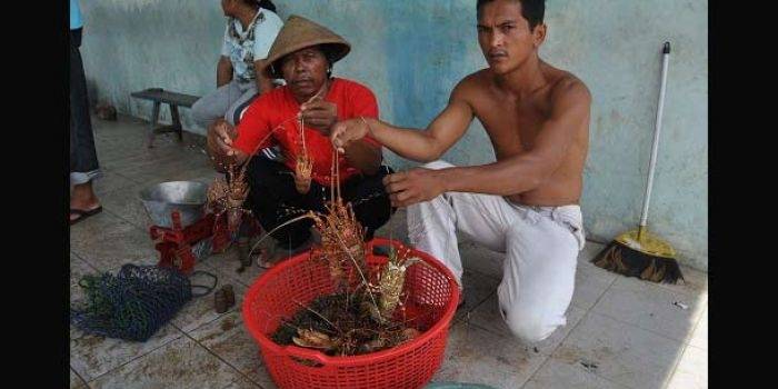 Penangkapan lobster secara ilegal (ilustrasi). foto: krjogja