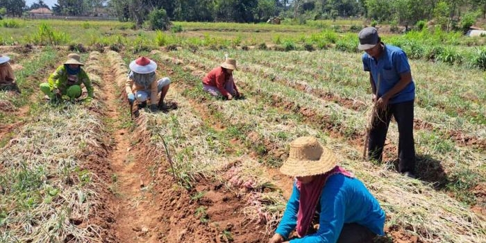 petani-rubaru-sumenep-nikmati-manfaat-upland-project-bawang-merah