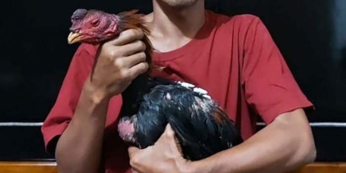 Ayam yang diamankan dari lokasi penggerebekan.
