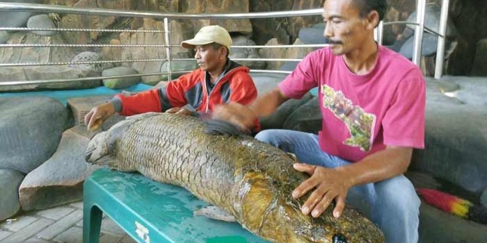 Sutar menunjukkan ikan Arapaima yang sudah diawetkan. foto: RONY S/ BANGSAONLINE