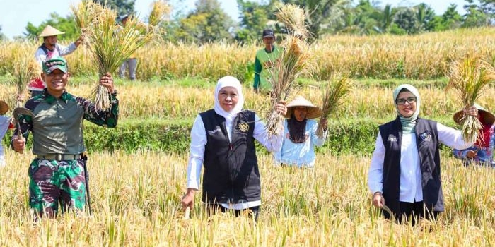 panen-raya-padi-varietas-inpari-32-di-blitar-gubernur-khofifah-apresiasi-poktan-gardu-rukun-ii