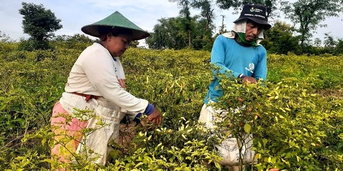 Listiono bersama istri sedang memanen cabai merah di ladangnya.