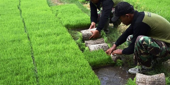 SP3T Jombang menyediakan bibit padi, sarana pengelolaan lahan sawah, pembibitan, pengeringan hingga penggilingan padi bagi para petani.