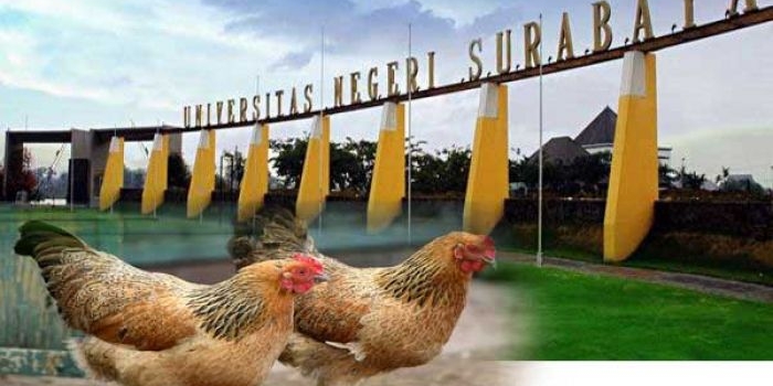 Dekat Unesa ada yang jualan ayam kampus. 