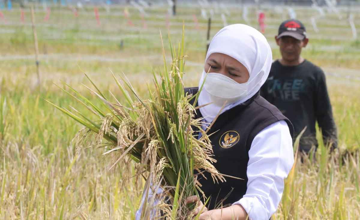 Sensus Pertanian 2023 Gubernur Khofifah Optimis Hasil Data Akurat Jadi