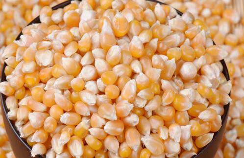 Petani Jagung di Pasuruan akan Dibantu Benih Gratis