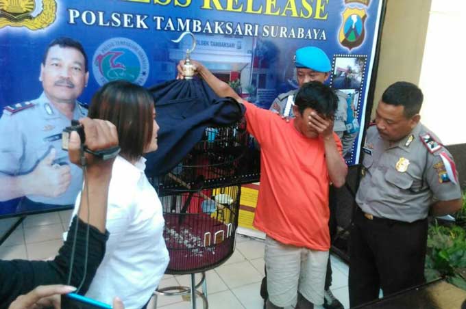 Kacong dan barang bukti seekor burung murai diamankan di Mapolsek Tambaksari.