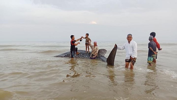Hiu tutul yang terdampar di Pantai Dusun Bakong, Desa Batu Kerbuy, Kecamatan Pasean, Kabupaten Pamekasan. 
