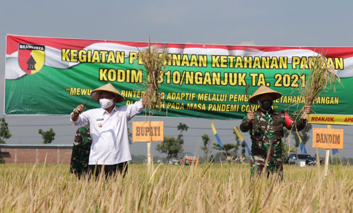 Plt Bupati Marhaen Jumadi lakukan panen perdana Padi Sehat sistem Demplot. foto: BAMBANG/ BANGSAONLINE