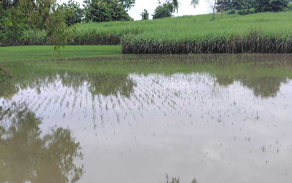 Salah satu petak sawah di Kabupaten Ngawi yang terdampak banjir luapan Sungai Bengawan Solo.