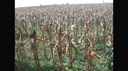 Harga Dipermainkan Pengepul, Bulog Diminta Stabilkan Harga Jagung di Tuban